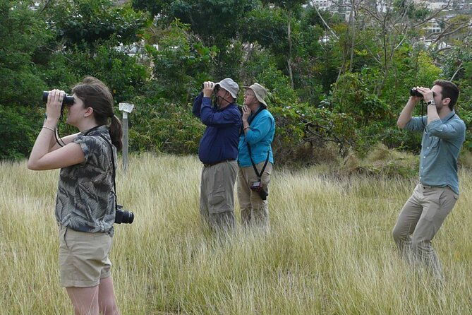 st-martin-st-maarten-small-group-birding-tour-bird-watching-tour