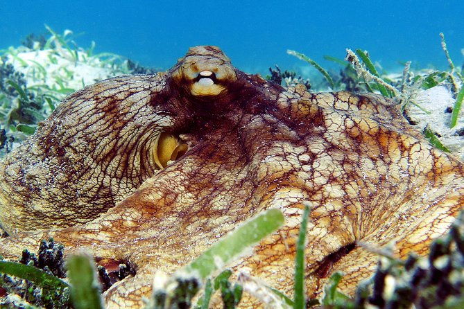 st-thomas-sea-turtle-snorkel-kayak-adventure-tour