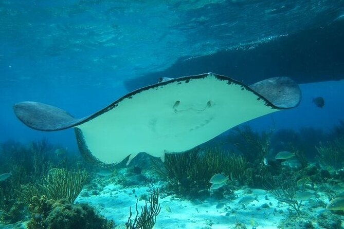 stingrays-starfish-and-snorkeling-tour