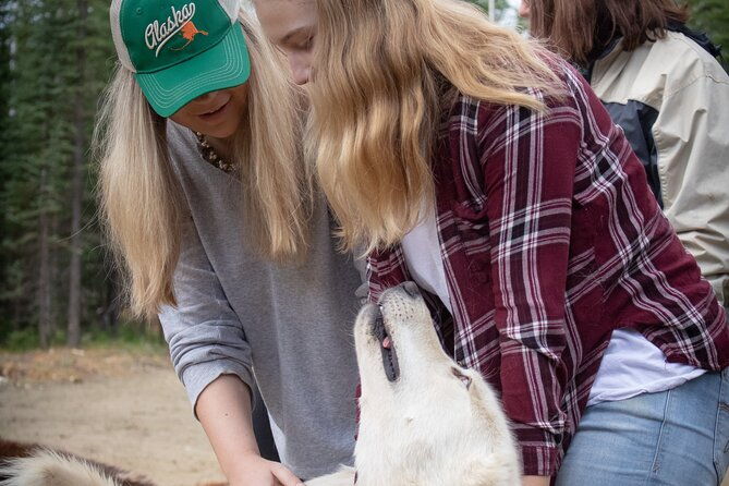 summer-mushing-cart-ride-kennel-tour