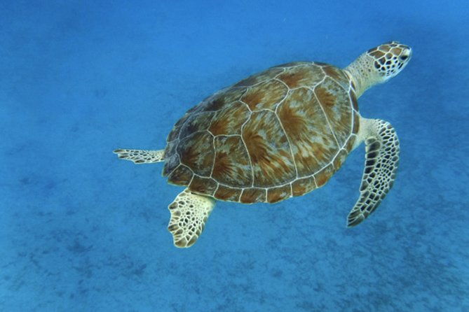 sunday-funday-turtle-cove-snorkel-water-island-beach-excursion