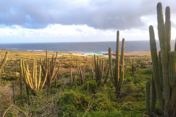 sunrise-hike-with-private-guide-to-natural-bridge-north-coast