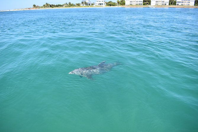 sunset-and-dolphin-cruise-around-fort-myers-beach