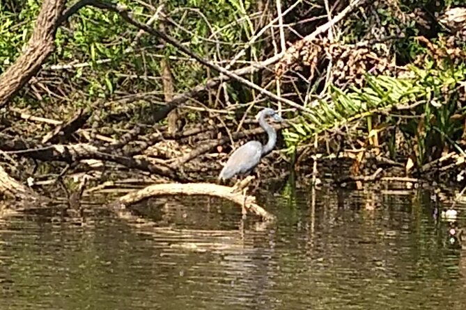 sunset-kayaking-tour-at-manatee-cove-with-manatee-dolphin-sightings-2