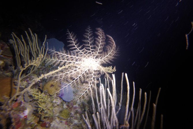 sunset-night-dive-for-certified-divers-in-st-thomas