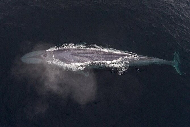 sunset-whale-watch-tour-in-monterey