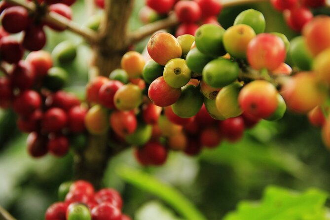 super-combo-tour-waterfalls-gardens-coffee-tour-poas-volcano