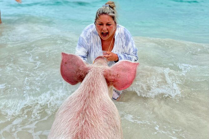 swimming-pigs-with-pickup-pig-cant-fly-but-they-do-swim