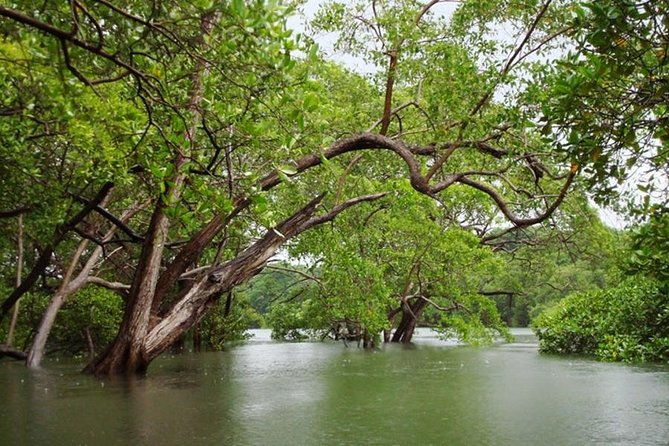 tamarindo-estuary-boat-safari