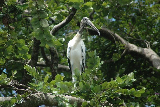 tamarindo-wildlife-estuary-boat-ride-tour-2-hours