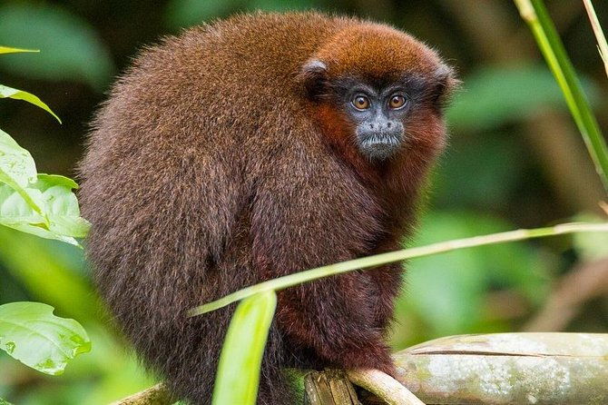 tambopata-puerto-maldonado-5-days