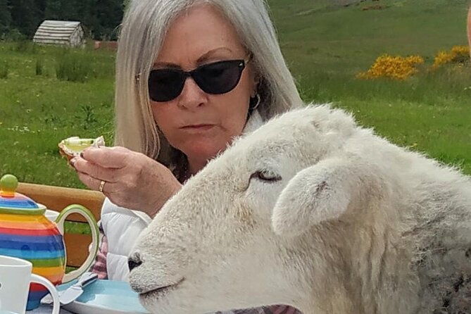 tea-with-naughty-sheep