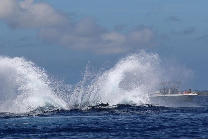 the-best-8-am-1-5-hour-whale-watching-tour