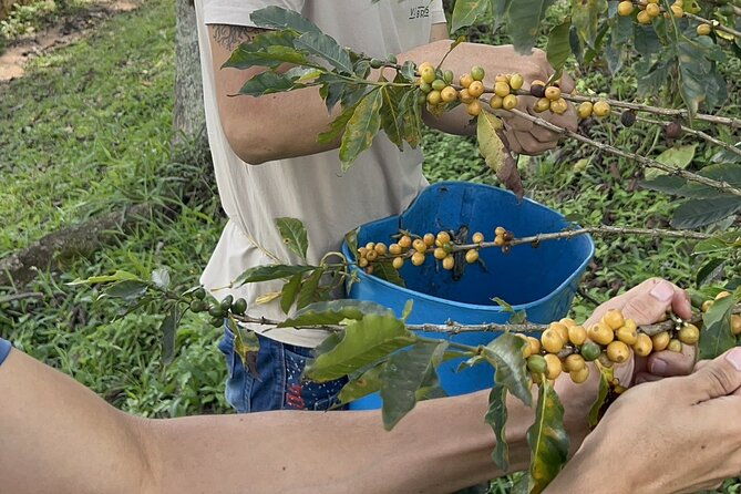 the-best-half-day-coffee-farm-tour-on-medellin