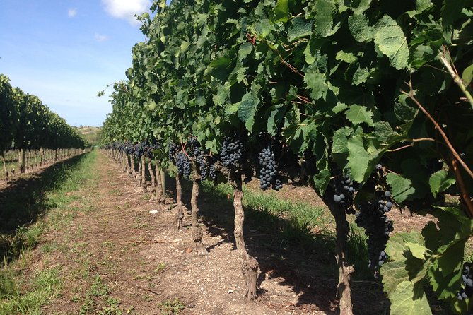 the-best-wine-tour