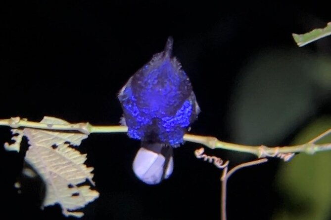 the-carpintera-night-tour-san-jose-hidden-nocturnal-wildlife