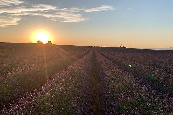 the-lavender-tour-from-marseille-or-aix-en-provence