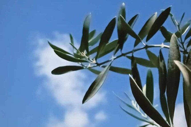 the-olive-oil-experience-lefkada-micro-farm-2