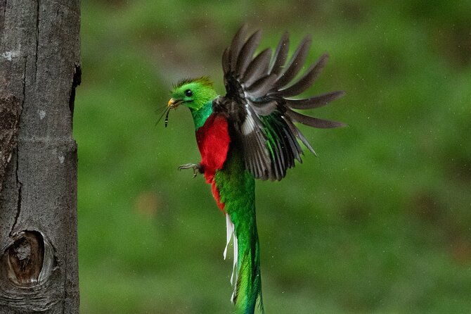 the-quetzal-tour-in-monteverde