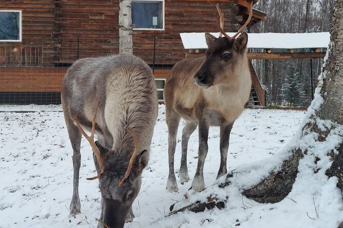 the-reindeer-grove-homestead-tour-and-forage-2