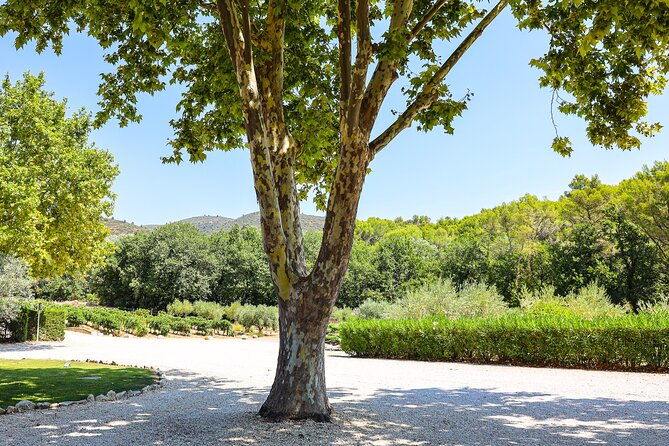 the-wines-of-the-luberon-the-chateau-de-lourmarin-bastide-du-laval-olive-oil