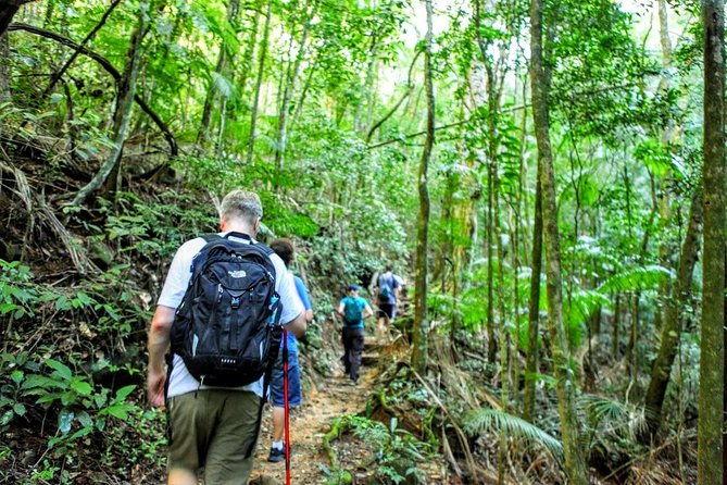 tijuca-forest-half-day-hike-small-group-or-private