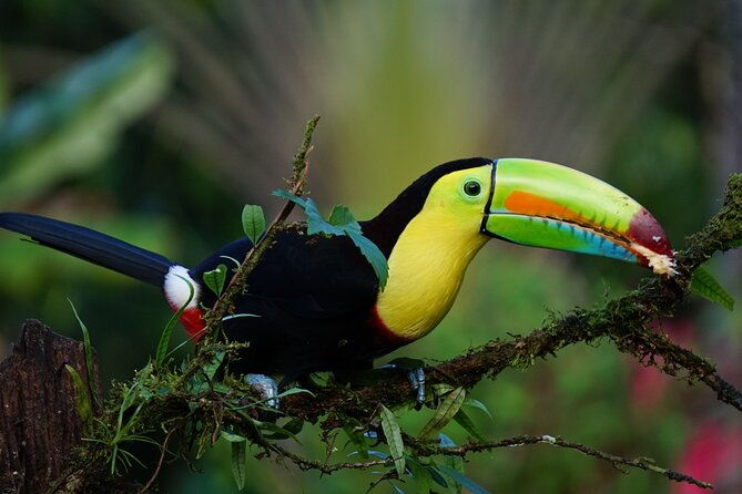 tortuguero-canoe-tour-night-jungle-or-spawn-turtle