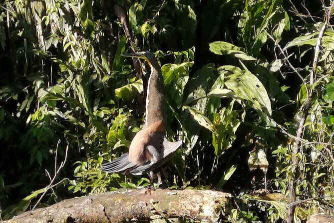 tortuguero-national-park-canal-tour-with-canoe