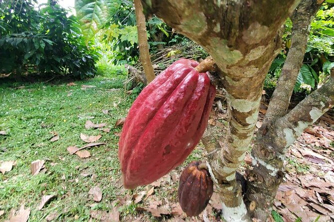 traditional-chocolate-making-in-belize