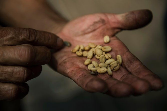 traditional-coffee-farm-experience-at-hacienda-coloma-from-bogota