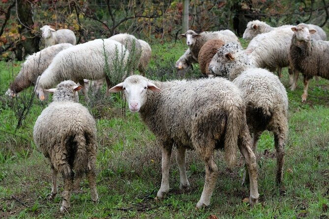 traditional-cooking-class-farm-tour-lunch-in-the-douro-valley