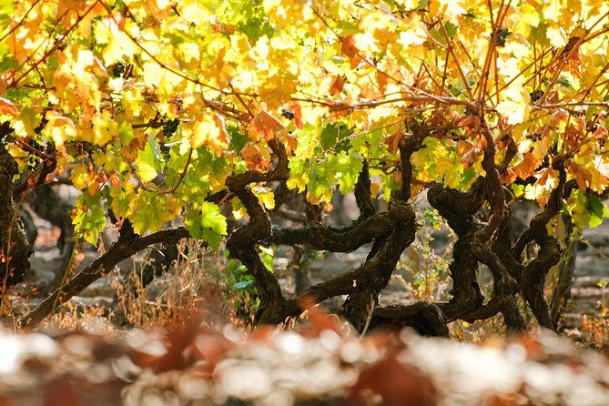 traditional-wine-tour-in-vina-cousino-macul-official-english