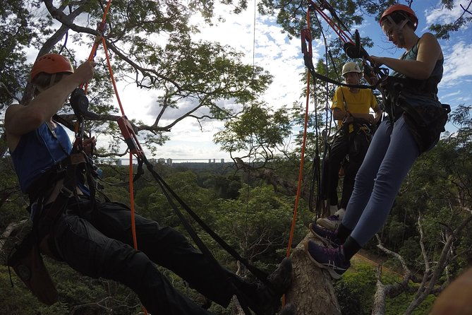 tree-climbing-in-the-amazon