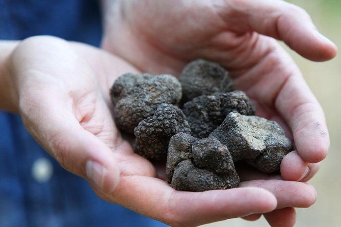 truffle-hunt-wine-tasting