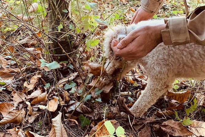 truffle-hunting-in-san-miniato-in-tuscany-with-tasting