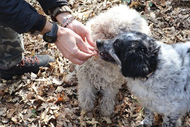 truffle-hunting-tasting-in-san-miniato-tuscany-with-dogs