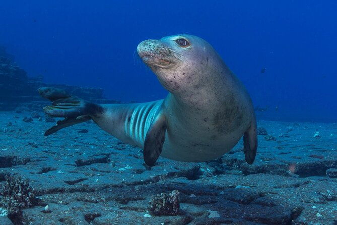 try-scuba-diving-in-kauai-from-a-boat-for-non-certified-divers-2