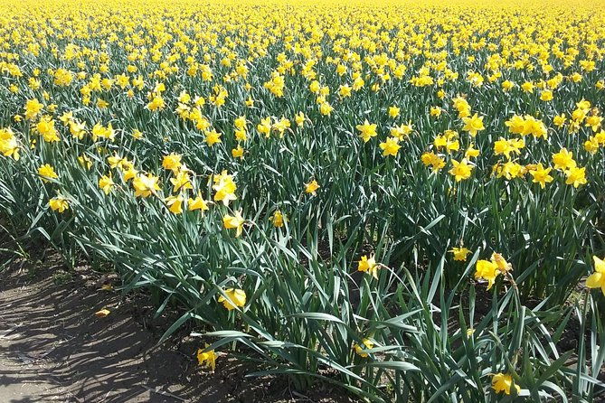 tulip-festival-and-skagit-valley-tour