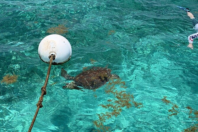 turtle-garden-snorkeling-tour-and-island-break