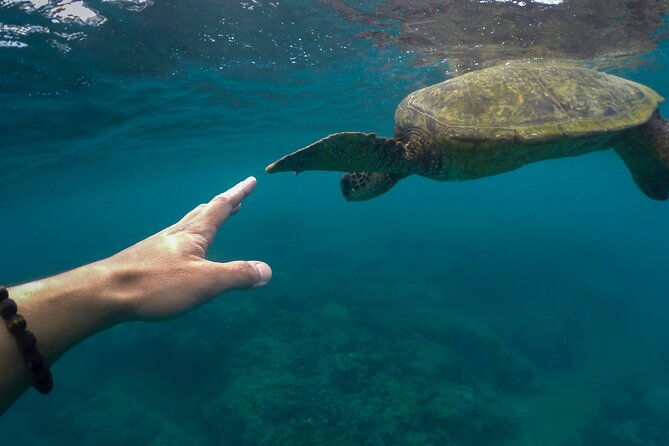 turtle-snorkel-sail-on-buck-island-from-frenchmans-reef