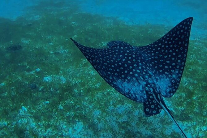 turtle-snorkeling-private-videography-tour