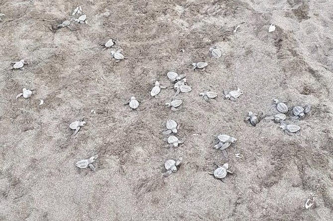 turtle-watching-tour