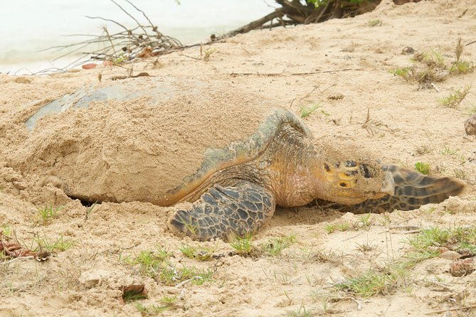 turtle-watching