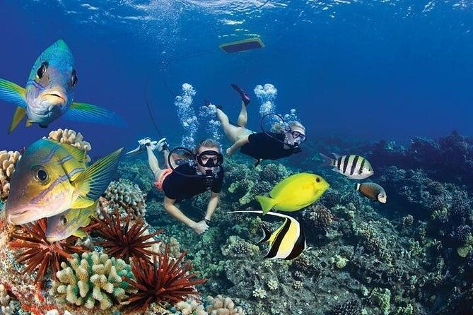 turtles-tacos-luxury-catamaran-snorkel