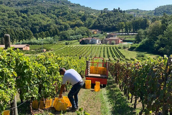 tuscan-wine-tour-in-pisa-by-van