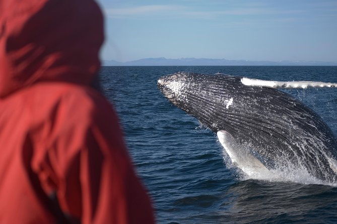 two-in-one-whale-puffin-watching-tours-from-reykjavik