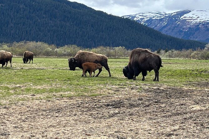ultimate-anchorage-summer-wildlife-tour-2