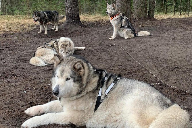 ultimate-husky-dog-sledding-experience-in-latvia-private-tour-from-riga