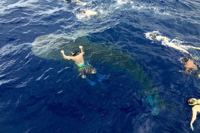 ultimate-ocean-encounters-midday-snorkel
