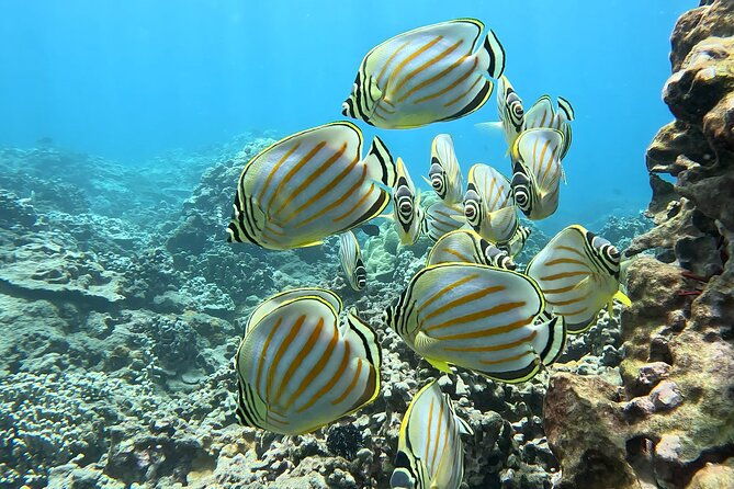 unlimited-guided-snorkeling-tour-for-beginners-plus
